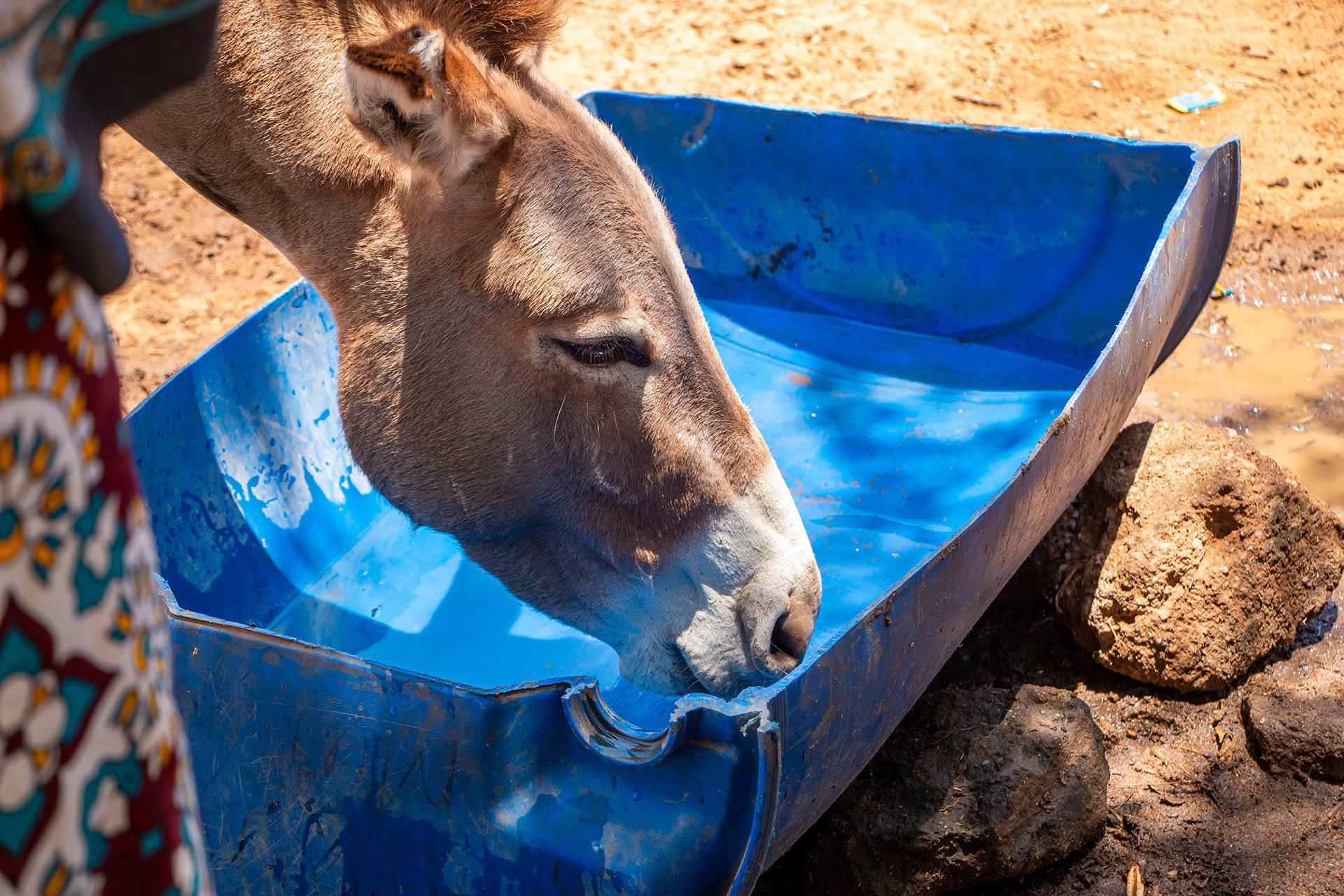 A donkey drinking clean water drawn from a borehole in Ngaani village