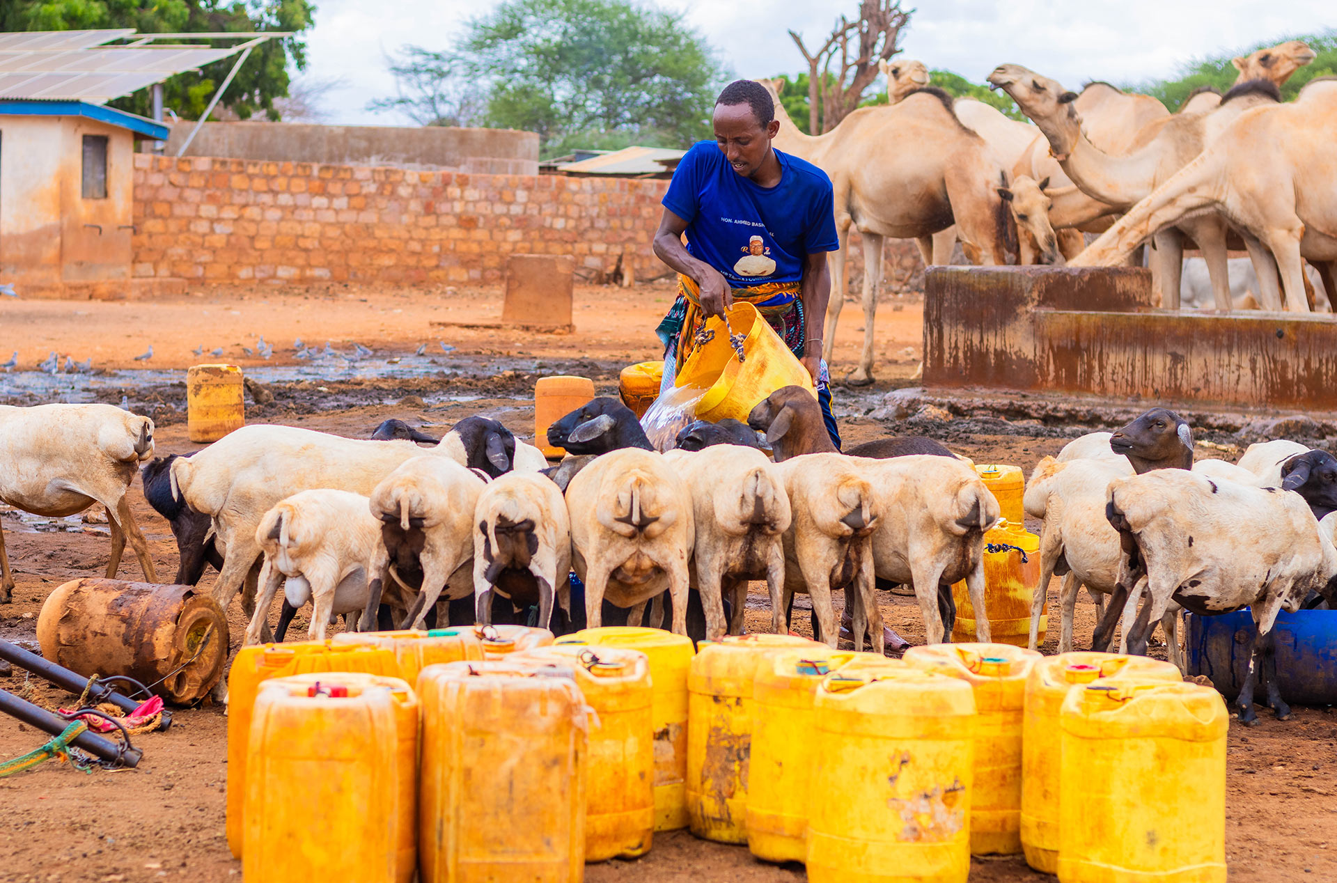 A man watering animals at Dambas Borehole in Tarbach, Wajir County