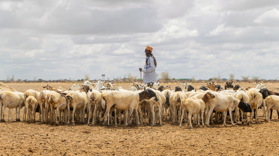 A man and his flock in Bula Traffic, Garissa County