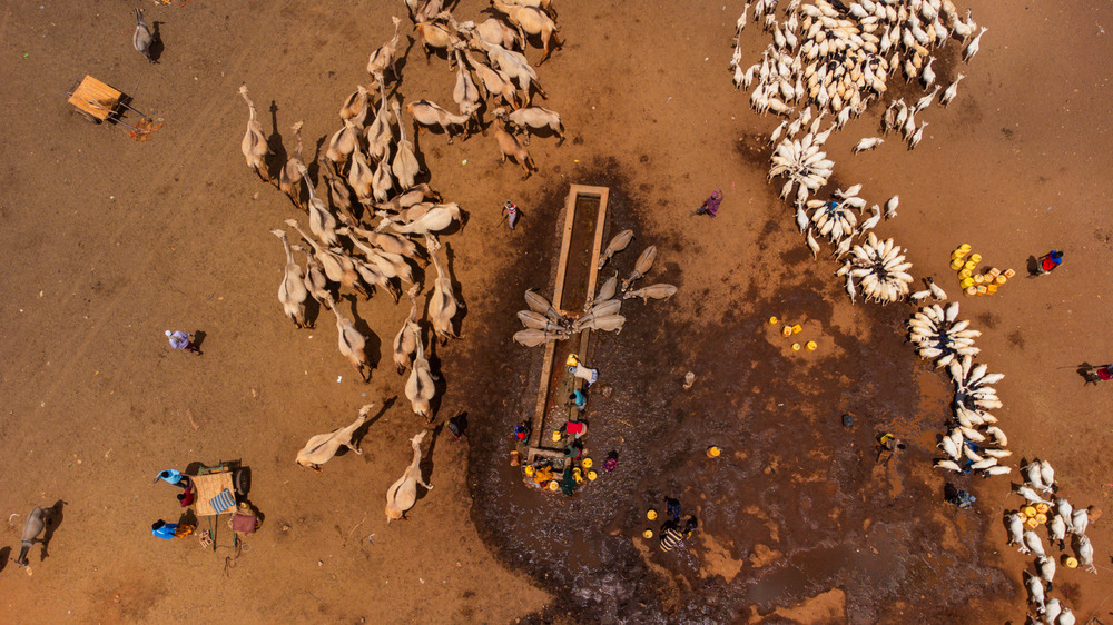 Animals drinking from the watering troughs at Wajir Bor borehole.