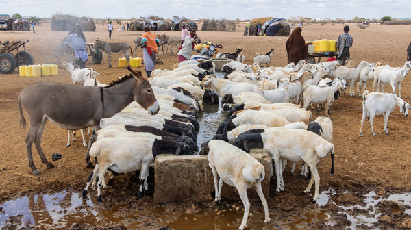 Animals drink from a watering trough in Goriale Borehole, Garissa County